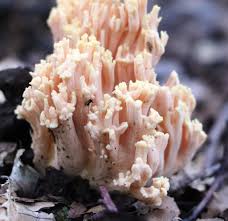 Attēlu rezultāti vaicājumam “Ramaria formosa”