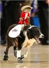kid riding dog