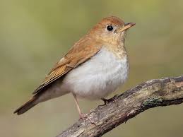 Image result for Catharus fuscescens