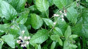 Attēlu rezultāti vaicājumam “Circaea lutetiana bud”