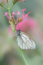 Attēlu rezultāti vaicājumam “Aporia crataegi female”