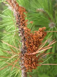 Attēlu rezultāti vaicājumam “Acantholyda erythrocephala”