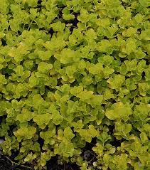 Attēlu rezultāti vaicājumam “Lysimachia”