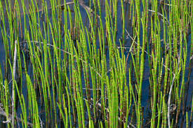 Attēlu rezultāti vaicājumam “Equisetum fluviatile”