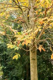 Attēlu rezultāti vaicājumam “Aesculus flava leaf”