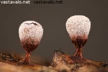 Attēlu rezultāti vaicājumam “Craterium leucocephalum stalked”