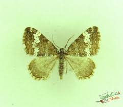 Attēlu rezultāti vaicājumam “Perizoma alchemilla”