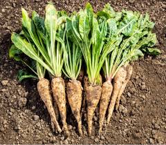 Image result for Chicorée