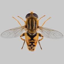 Attēlu rezultāti vaicājumam “Helophilus hybridus male”