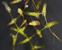 Attēlu rezultāti vaicājumam “Lemna trisulca”