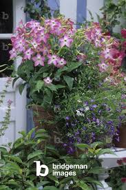 Image result for Nicotiana x sanderae