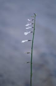 Attēlu rezultāti vaicājumam “Lobelia dortmanna”