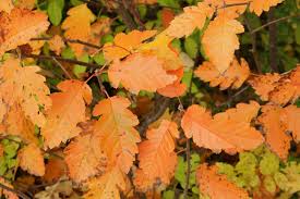 Attēlu rezultāti vaicājumam “Sorbus intermedia leaf”