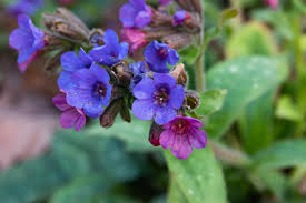 Attēlu rezultāti vaicājumam “Pulmonaria angustifolia leaf”