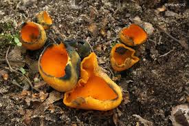 Attēlu rezultāti vaicājumam “Caloscypha fulgens”