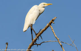 Attēlu rezultāti vaicājumam “Bubulcus ibis”