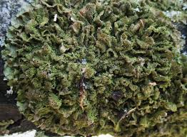 Attēlu rezultāti vaicājumam “Melanohalea exasperata”