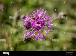 Attēlu rezultāti vaicājumam “Centaurea phrygia flower”