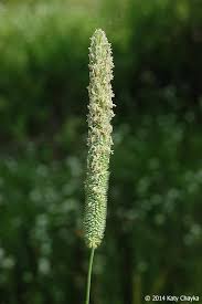 Attēlu rezultāti vaicājumam “Phleum pratense”