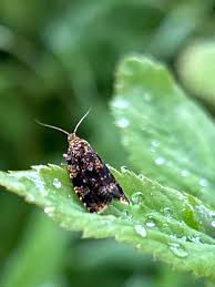 Attēlu rezultāti vaicājumam “Celypha siderana”