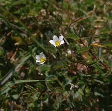 Attēlu rezultāti vaicājumam “Linum catharticum fruit”