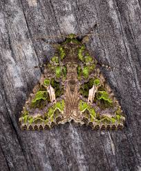 Attēlu rezultāti vaicājumam “Trachea atriplicis”