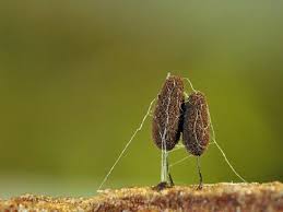 Attēlu rezultāti vaicājumam “Stemonitopsis amoena”