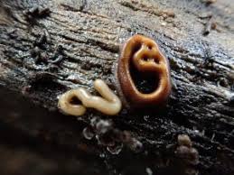 Attēlu rezultāti vaicājumam “Hemitrichia sordivesiculosa macro”