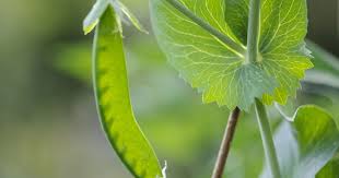 Attēlu rezultāti vaicājumam “Pisum sativum leaf”