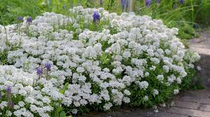 Image result for Schleifenblume