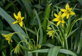 Attēlu rezultāti vaicājumam “Gagea lutea leaf”