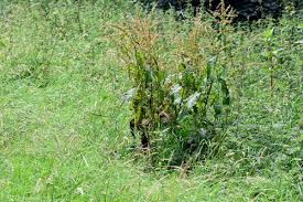 Attēlu rezultāti vaicājumam “Rumex obtusifolius”