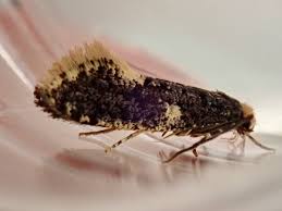 Attēlu rezultāti vaicājumam “Monopis weaverella”