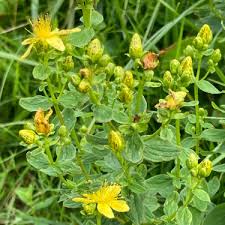 Attēlu rezultāti vaicājumam “Hypericum maculatum leaf”