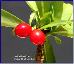 Attēlu rezultāti vaicājumam “Daphne mezereum fruit”