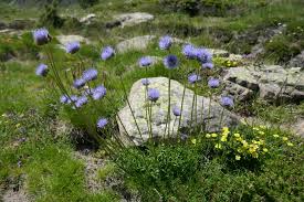 Attēlu rezultāti vaicājumam “Jasione montana”