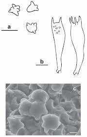 Attēlu rezultāti vaicājumam “Clavulinopsis helvola”