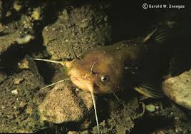 Image result for Ameiurus melas