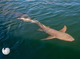 Image result for Nebrius ferrugineus