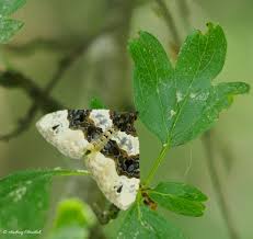 Attēlu rezultāti vaicājumam “Cosmorhoe ocellata”