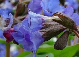 Attēlu rezultāti vaicājumam “Pulmonaria angustifolia”