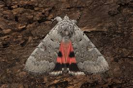 Attēlu rezultāti vaicājumam “Catocala pacta”