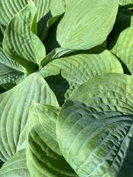 Image result for Hosta sieboldiana 'Elegans'