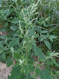 Image result for Chenopodium album