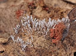 Attēlu rezultāti vaicājumam “Stemonitopsis typhina spores”