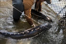 Image result for Acipenser medirostris