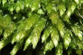 Attēlu rezultāti vaicājumam “Cirriphyllum piliferum”