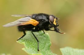 Attēlu rezultāti vaicājumam “Mesembrina meridiana”