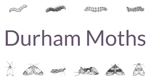 Attēlu rezultāti vaicājumam “Venusia blomeri”