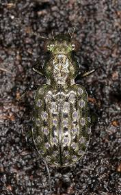 Attēlu rezultāti vaicājumam “Elaphrus cupreus”